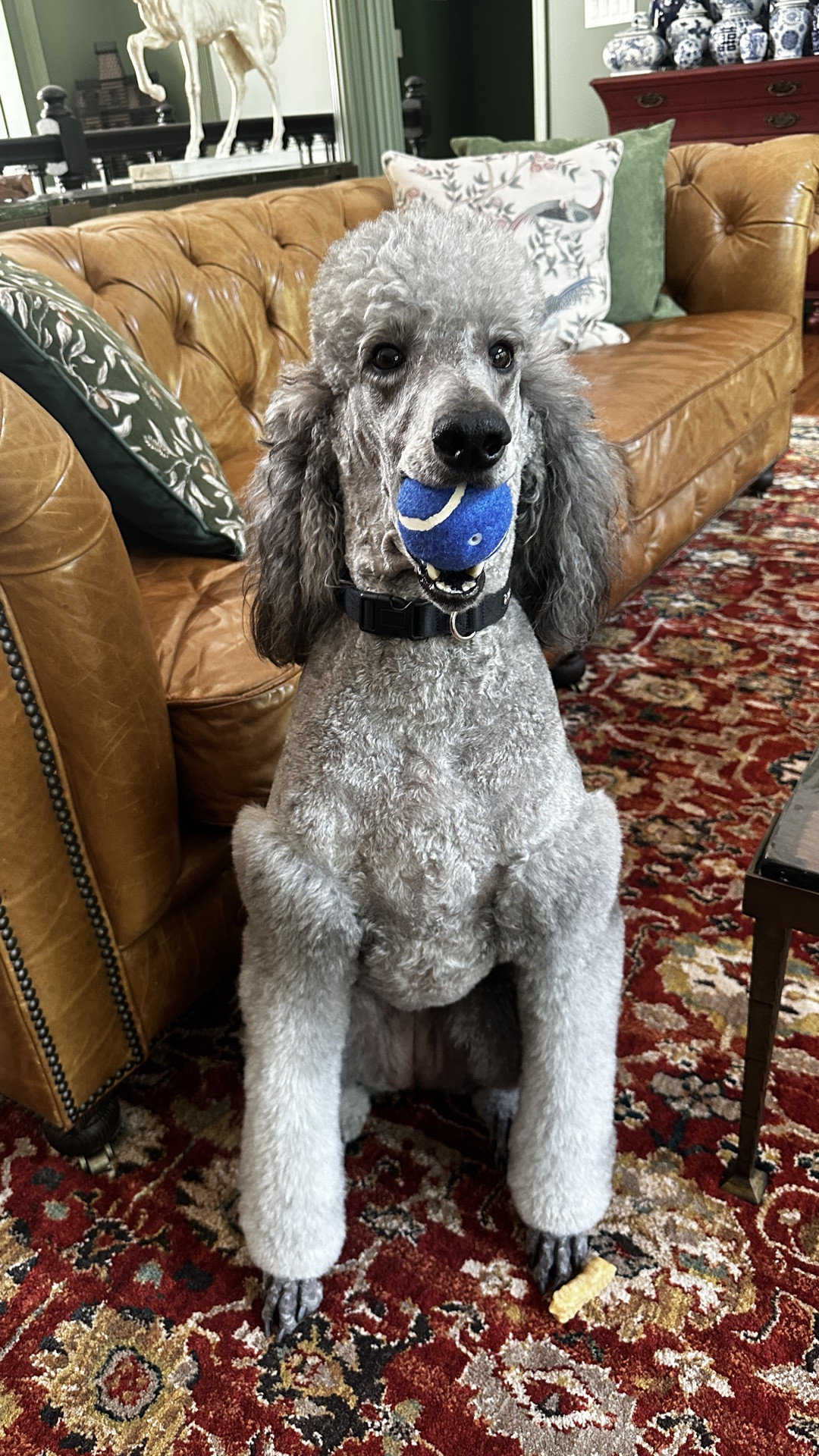 Some deliveries are simply too pretty to open alone…so Lily naturally volunteered to help. 🐩📦🤍
I was so excited to receive this beautiful gifted piece, and it couldn't be more perfect for the timeless, collected style I'm creating here at Foxglove Hill. It's those thoughtfully crafted details that make a house feel like home.
Thank you to Chewy for this lovely gift. I can't wait to show you how I style it in my home!
Tell me…are your pets convinced every package is addressed to them too? 🐾.  #sponsored

#LTKdayinmylife