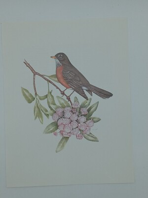 Vintage Art Print Connecticut State Bird & Flower Robin & Mountain Laurel | eBay US