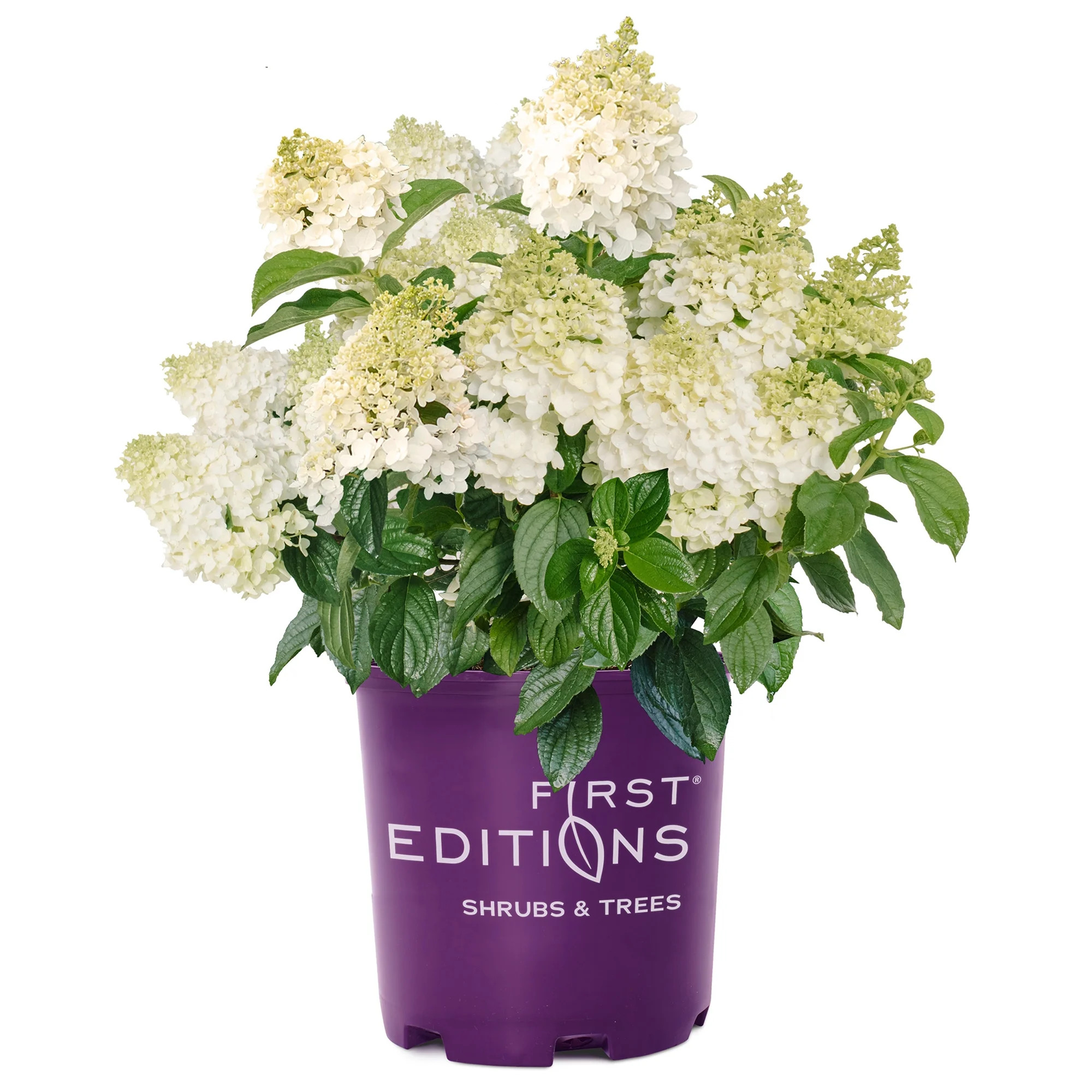 First Editions Hydrangea Little Hottie Live Shrub (2 Gallon) | Walmart (US)
