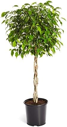 Brighter Blooms - Benjamina Ficus Tree - Unique Potted Tree, Perfect as a Patio Plant or Indoor T... | Amazon (US)