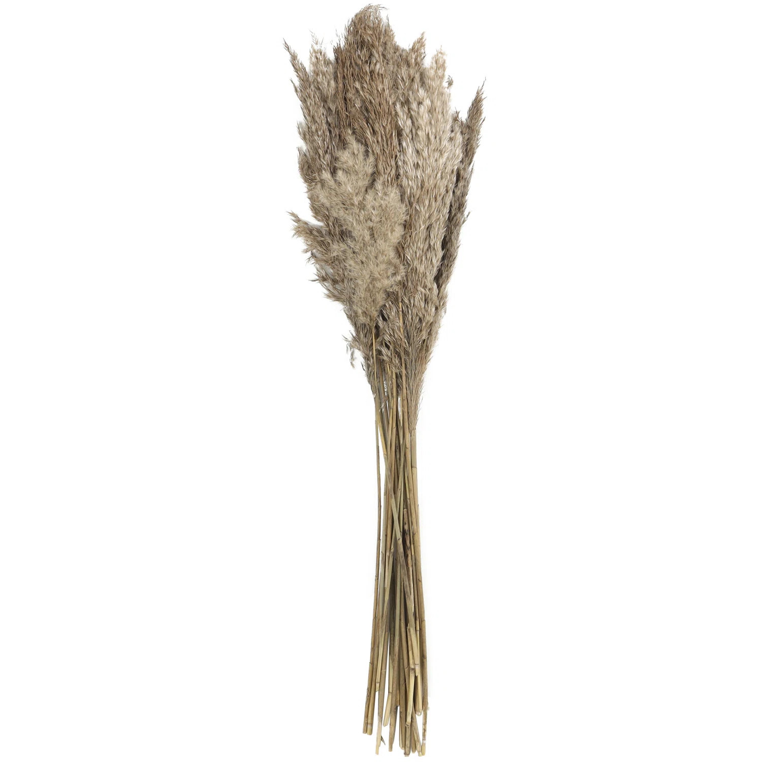 Pampas Grass Arrangement | Wayfair North America
