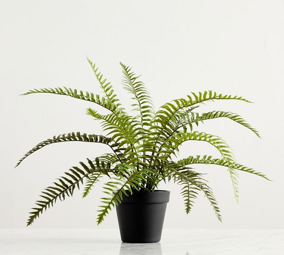 Faux Potted Wild Fern | Pottery Barn (US)