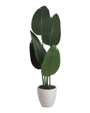 34in Elephant Ear Plant In Ceramic Pot | Home Essentials | Marshalls | Marshalls