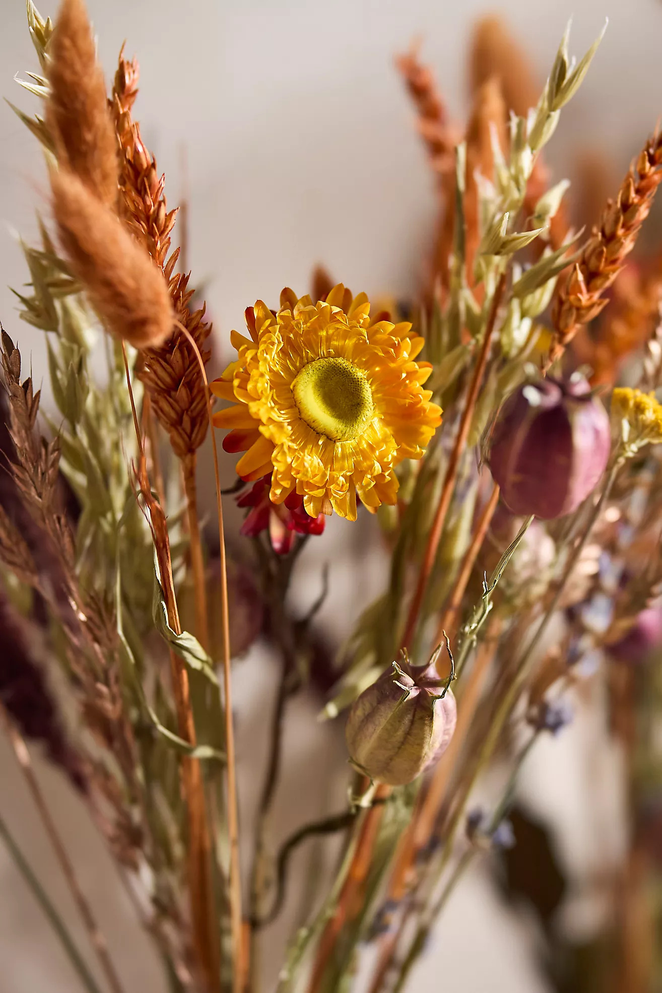 Dutch Field Mix Dried Bouquet, Harvest Sunset | Anthropologie (US)