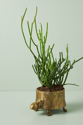 Turtle Planter | Anthropologie (US)
