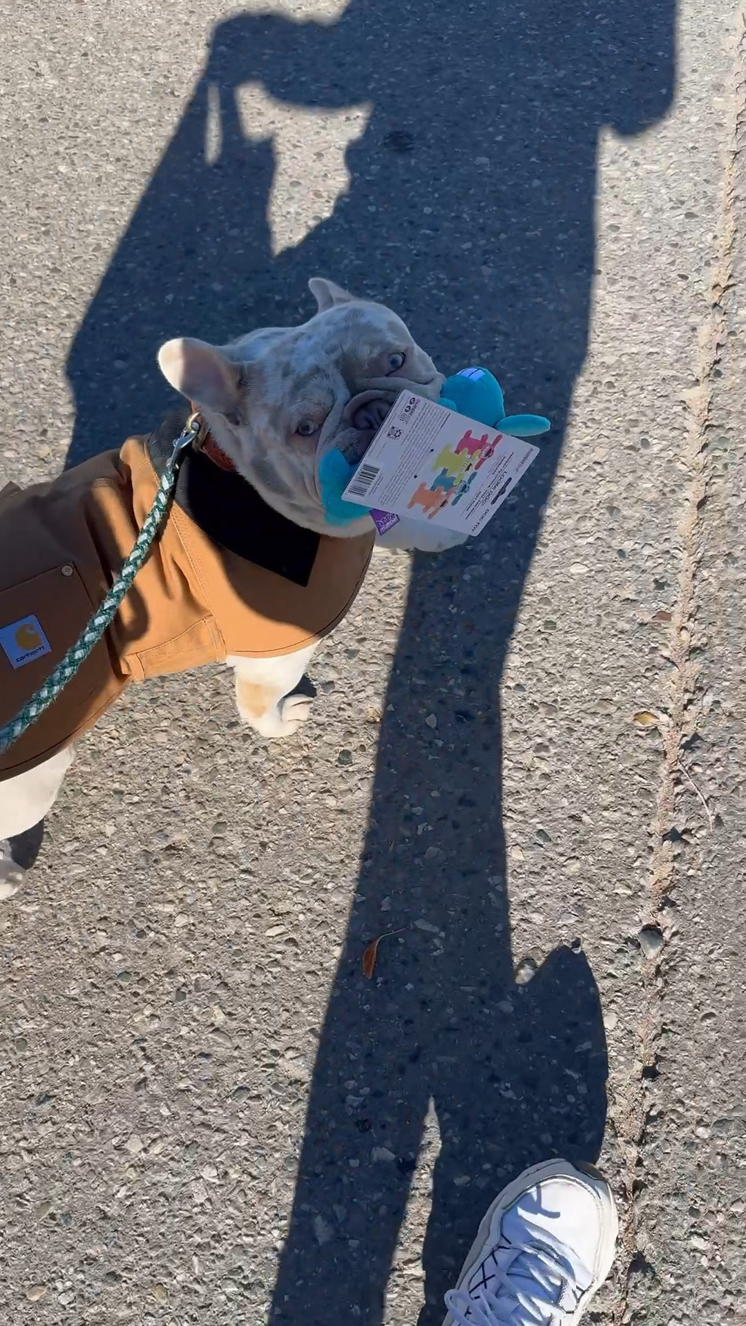 Frankie loves his Carhartt coat! 
#carhartt #winter #frenchieclothes

#LTKStyleTip #LTKFindsUnder50 #LTKSeasonal