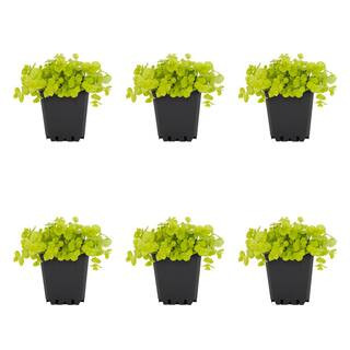 1 Pt. Lysimachia Creeping Jenny Yellow Perennial Plant (6-Pack) | The Home Depot