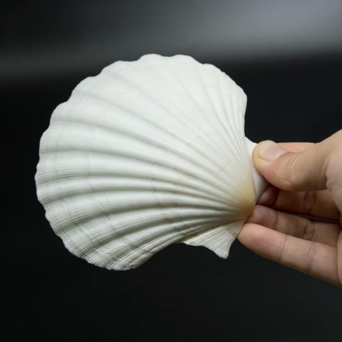10 PCS 4-5 inch Large Scallop Shells Baking Sea Shells Large Natural White Scallop Shell From Sea... | Amazon (US)