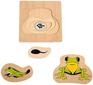 Adena Montessori Life Cycle of Frog | Amazon (US)