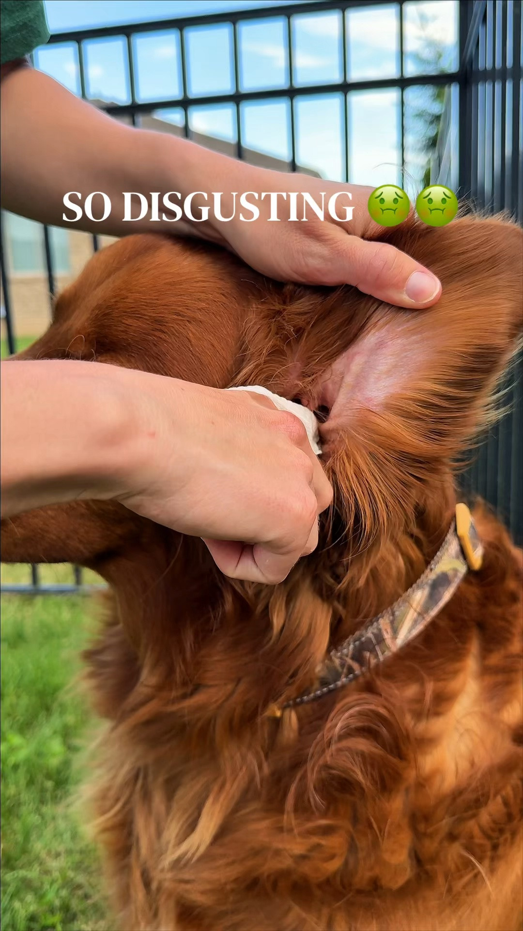 How to Prevent Ear Infections in Dogs | Itchy Dog Ear Rememdies