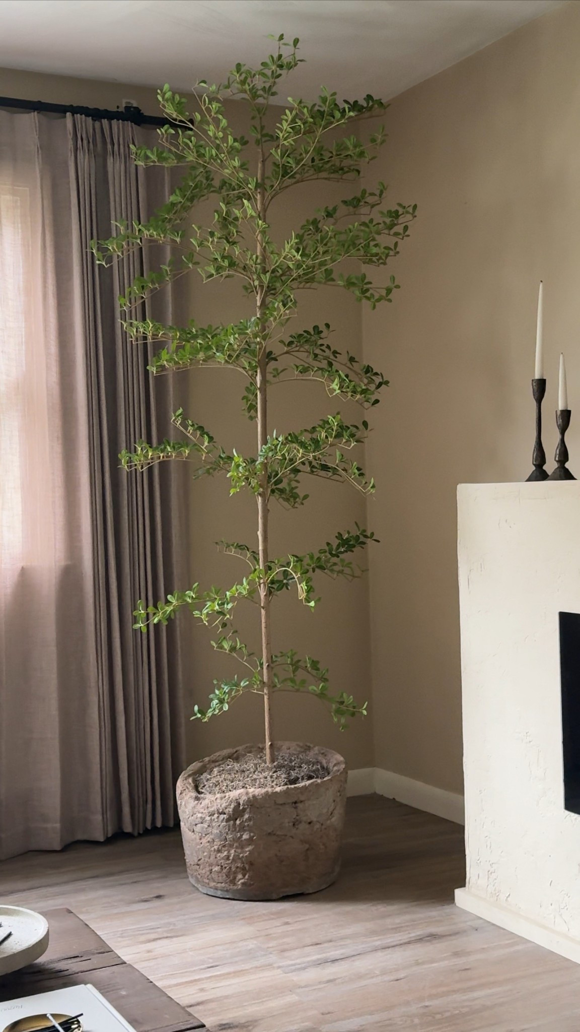 Love this black olive shady lady faux tree from Amazon 

#LTKHome #LTKU #LTKSeasonal