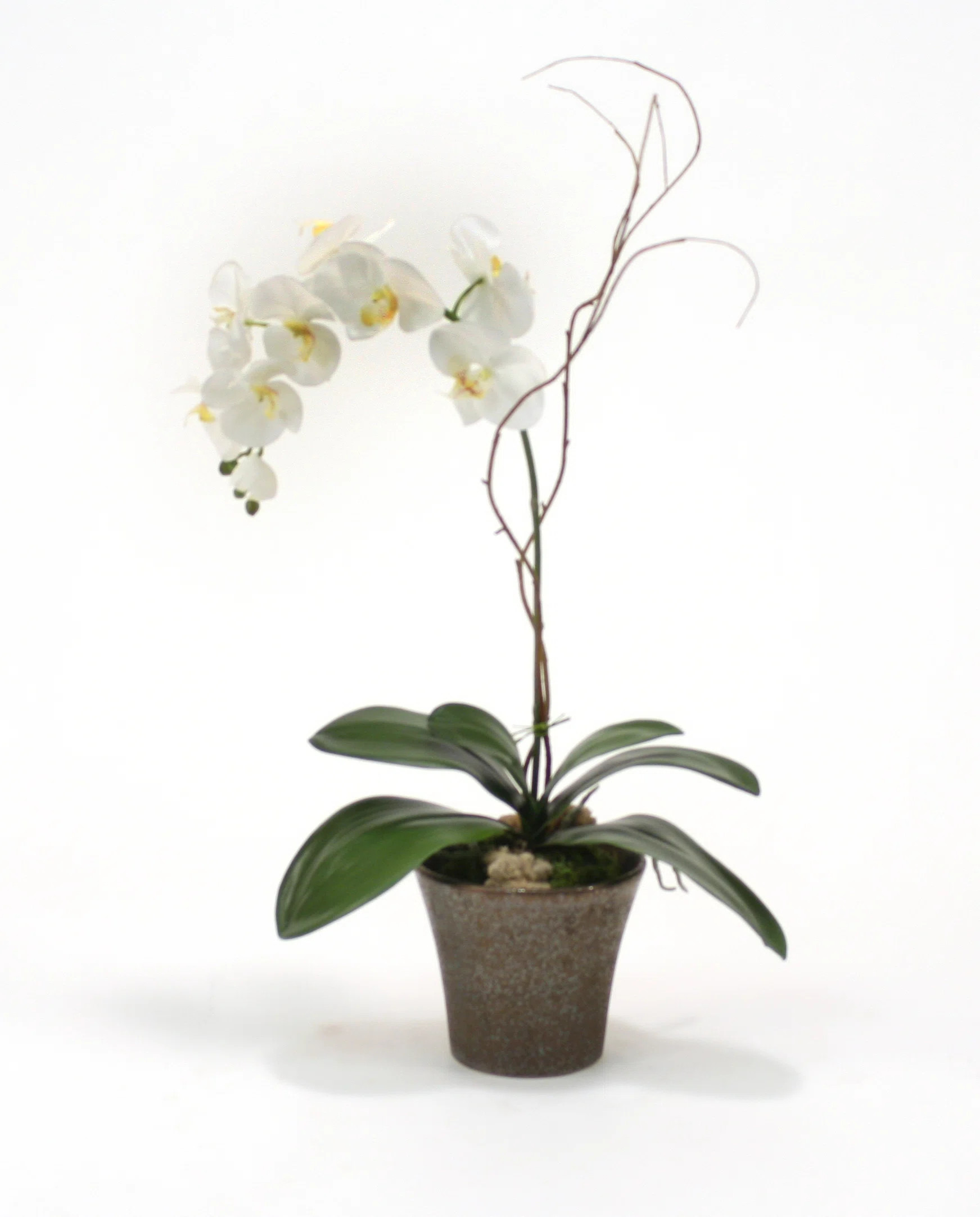 Polysilk Orchid Arrangement in Pot (Set of 2) | Wayfair North America