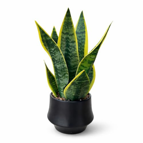 JOLLYMER Realistic Artificial Snake Plant 15″ in Ceramic Pot – Faux Sansevieria Indoor Decor – Fake Potted Plant for Bathroom Shelf, Office Desk, Home Living Room Accent, Maintenance‑Free Greenery | Amazon (US)