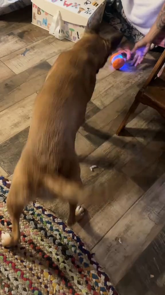 Light up the fun – LED Dog Toy. Available on LTK 

 #LTKSeasonal #LTKU #LTKHome