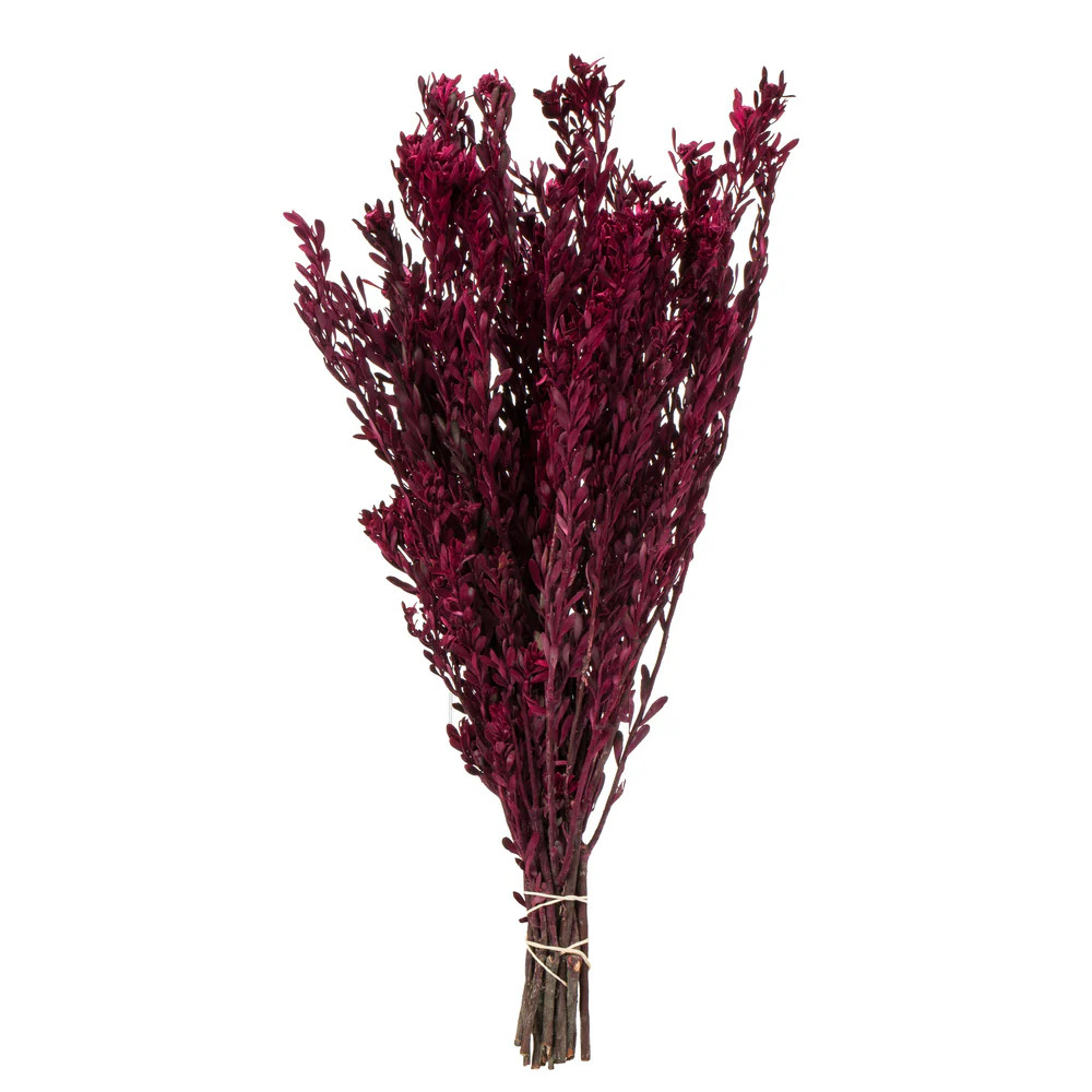 Merlot Pubescens Bundle | Modern Locke