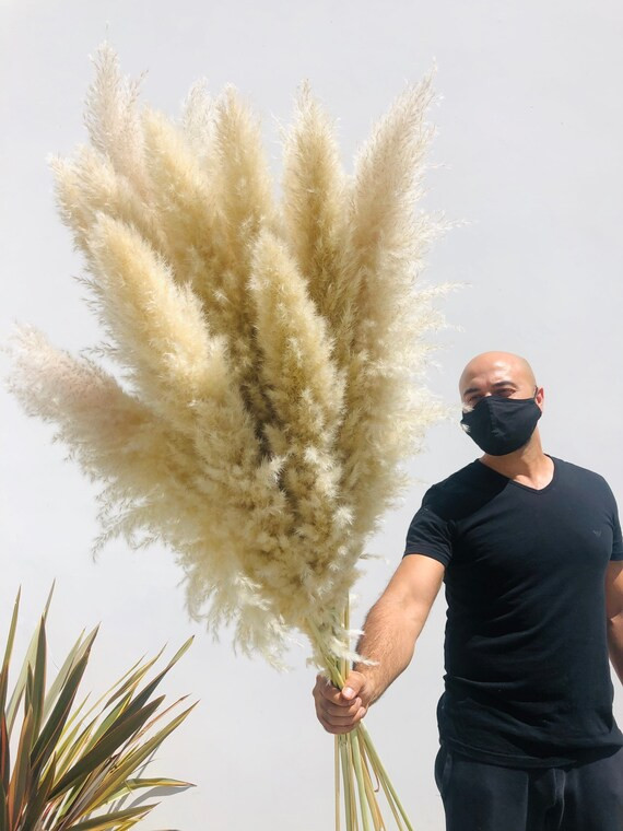Jumbo 5ct eXtra Fluffy Sahara 4ft PAMPAS GRASS // California | Etsy | Etsy (US)