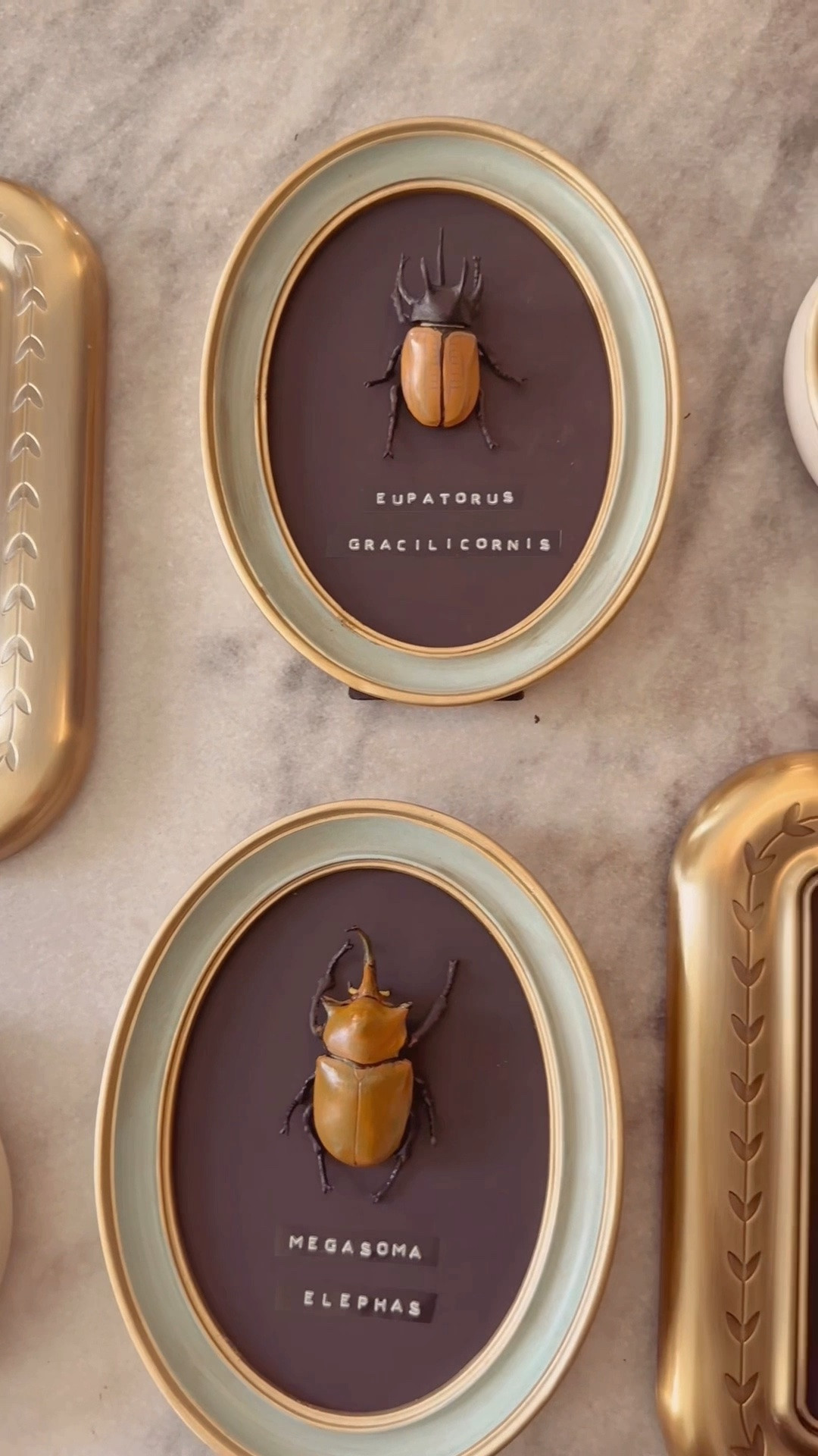 I’m so excited about these little faux entomology displays! These frames are so cute! I added a little paint to the beetles to make them pop (I just used acrylic paint!) but you don’t have to do this. It would also be fun to do this with kids and make up fun names for the beetles they create! Stay tuned to see what I do with these little guys!✨💫

#LTKSeasonal #LTKHome #LTKmomlife