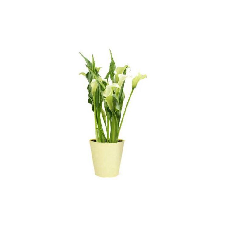 Live 5" White Calla Lily Houseplant - Spritz™ | Target