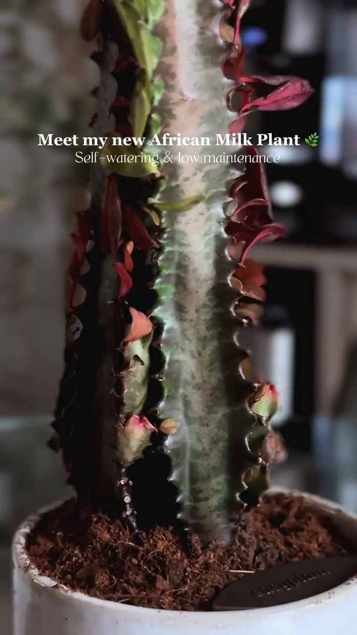 I love plants… I just forget to water them 😅

Unboxing an African Milk Plant 🌿
A low-maintenance, self-watering plant that makes indoor plant care easy

#indoorplants #lowmaintenance #selfwatering