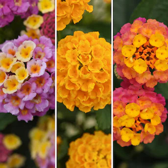 National Plant Network Multicolor Lantana 3-n-1 Lucky Charm in 4-in Pot 3-Pack | Lowe's