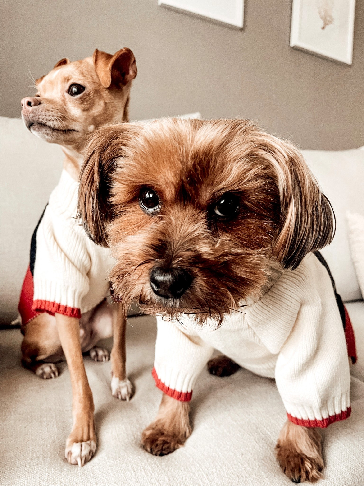 Winter Dog Sweaters

Scroll to shop. I’m so glad you’re here. 
#LTKPet

#LTKootd #LTKGiftGuide #LTKmomlife