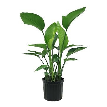 Live 10" White Bird Of Paradise Plant | West Elm (US)