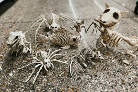 Halloween decor at @walmart. Fish skeleton, spider skeleton, dog with the bone skeleton, mouse skeleton, mice skeleton, bat skeleton, dinousar skeleton and so so much more. Love these little spooky friends.

#halloween #spooky #skeleton #halloweendecor #decor 

#LTKhome #LTKFind #LTKSeasonal
