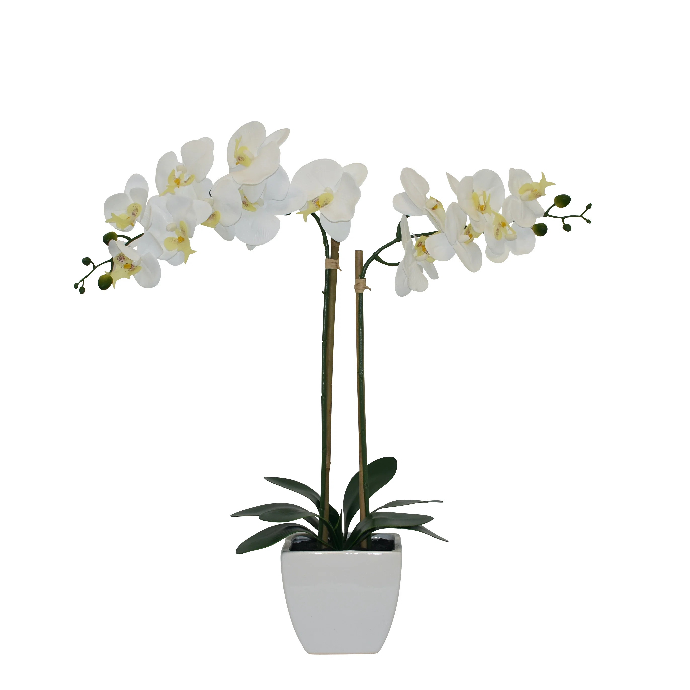 Bayou Breeze Orchids Floral Arrangements in Pot & Reviews | Wayfair | Wayfair North America