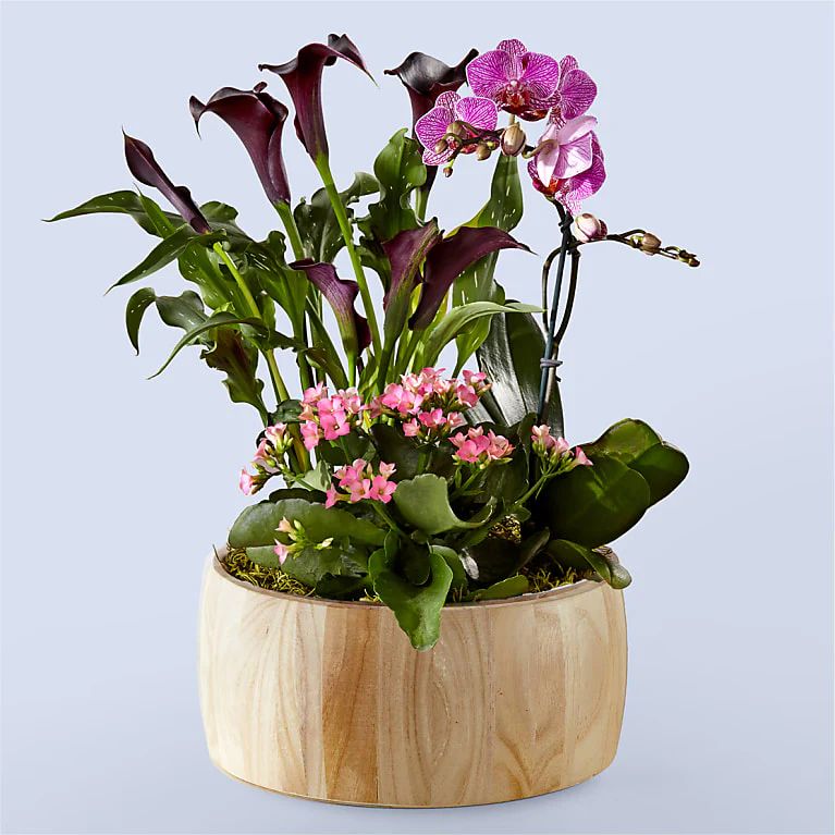 Flowers | Flowers Online | Order Flower Delivery | ProFlowers | ProFlowers / ProPlants
