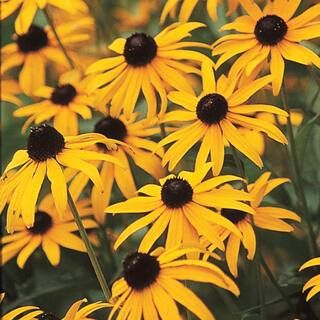 Spring Hill Nurseries 2.5 qt. Black Eyed Susan Goldstrum (Rudbeckia), Live Perennial Plant, Yello... | The Home Depot