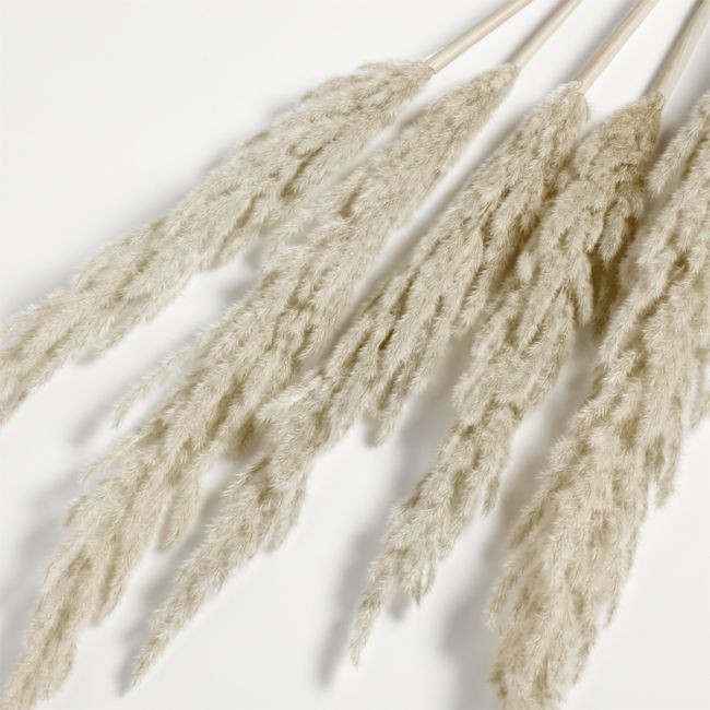 Dried Grass Plume | Crate & Barrel
