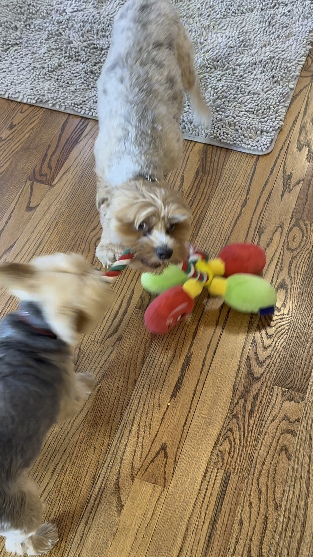 Our dogs get so excited around winter and the holidays. One thing they will do is tug-of-war until they’re ready to nap. 
These bulbs are perfect for a Christmas Dog toy  

#LTKWatchNow #LTKHoliday #LTKGiftGuide