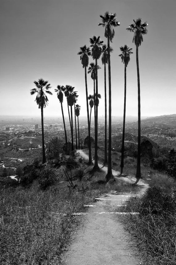 Hiking in Paradise - Los Angeles - California - Palm Trees - Landscape Photography - Cityscape - ... | Etsy (US)