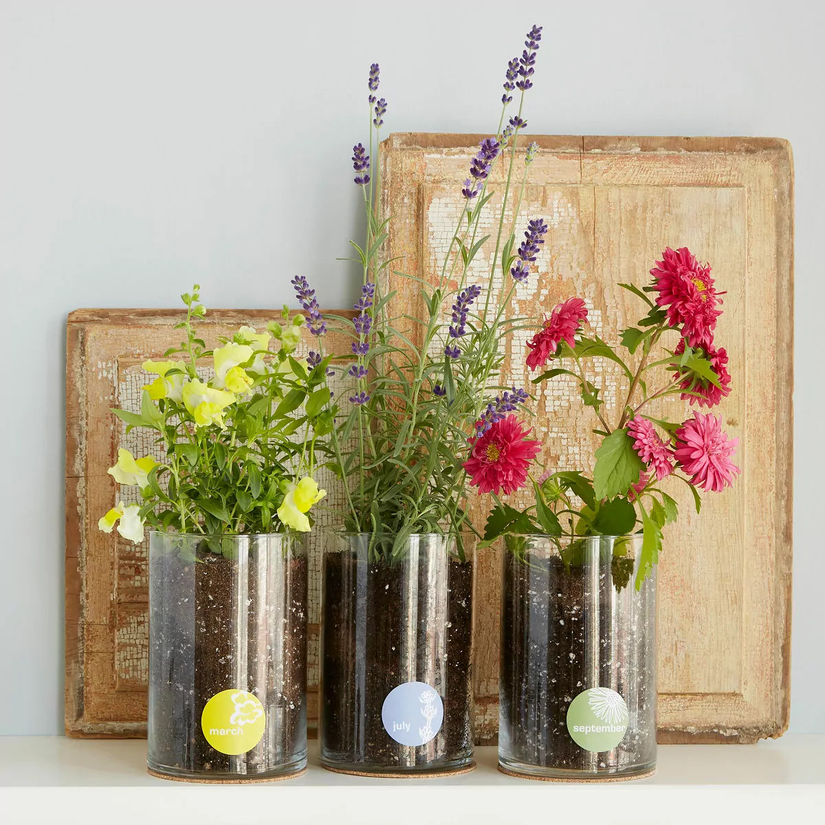 Birth Month Flower Grow Kit | UncommonGoods