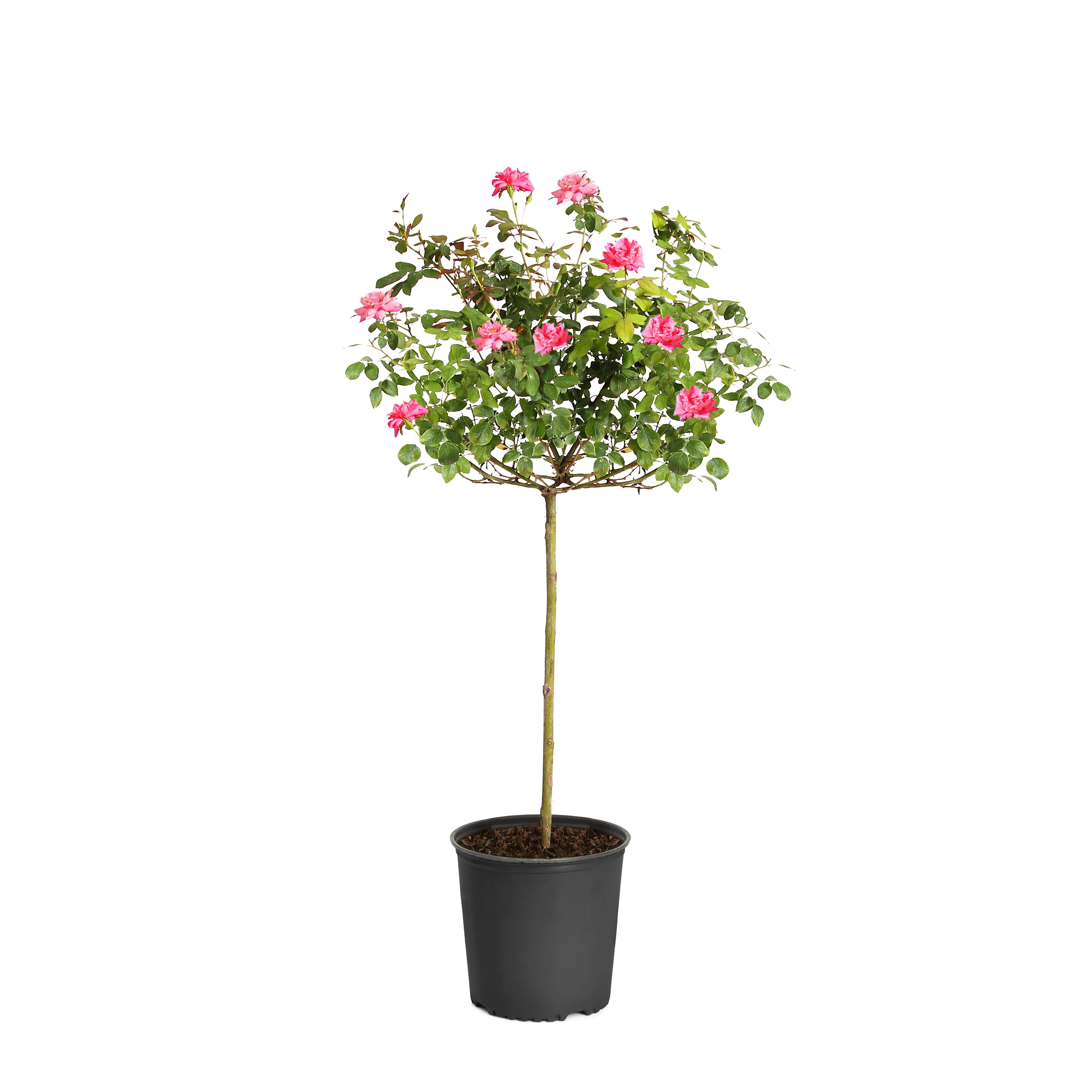 Brighter Blooms - Pink Knock Out Rose Tree, 3-4 ft. - No Shipping To AZ - Walmart.com | Walmart (US)