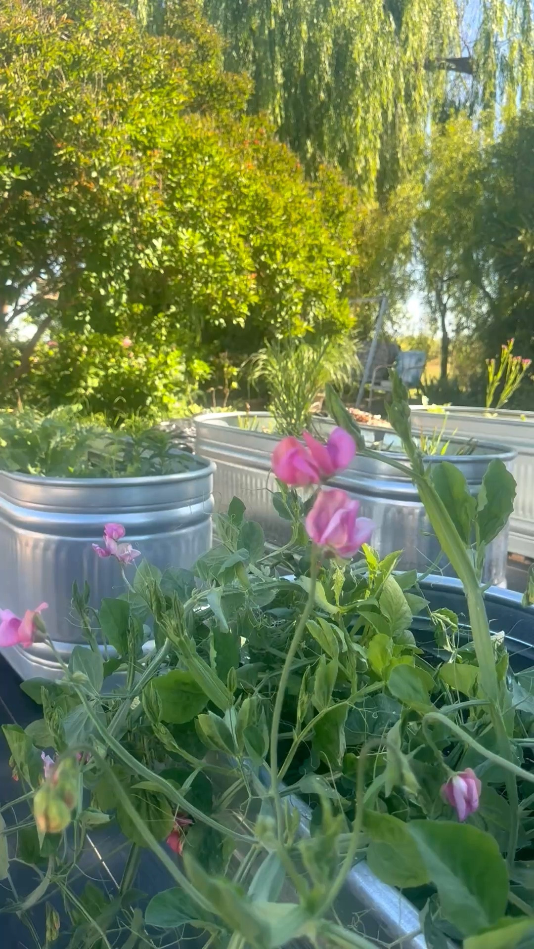 Spring garden must haves that make great Mother’s Day gifts! We love these raised garden beds that we created using metal stock tanks, and have eight of them at our flower farm in Northern California near Sacramento! We planted sweet peas, poppies, tulips, ranunculus, daffodils, dahlia bulbs and more in them!! 

I’m sharing my favorite stock tanks turned metal raised garden beds, soil, drippers and more! 💗

#LTKdayinmylife #LTKMothersDay #LTKHome