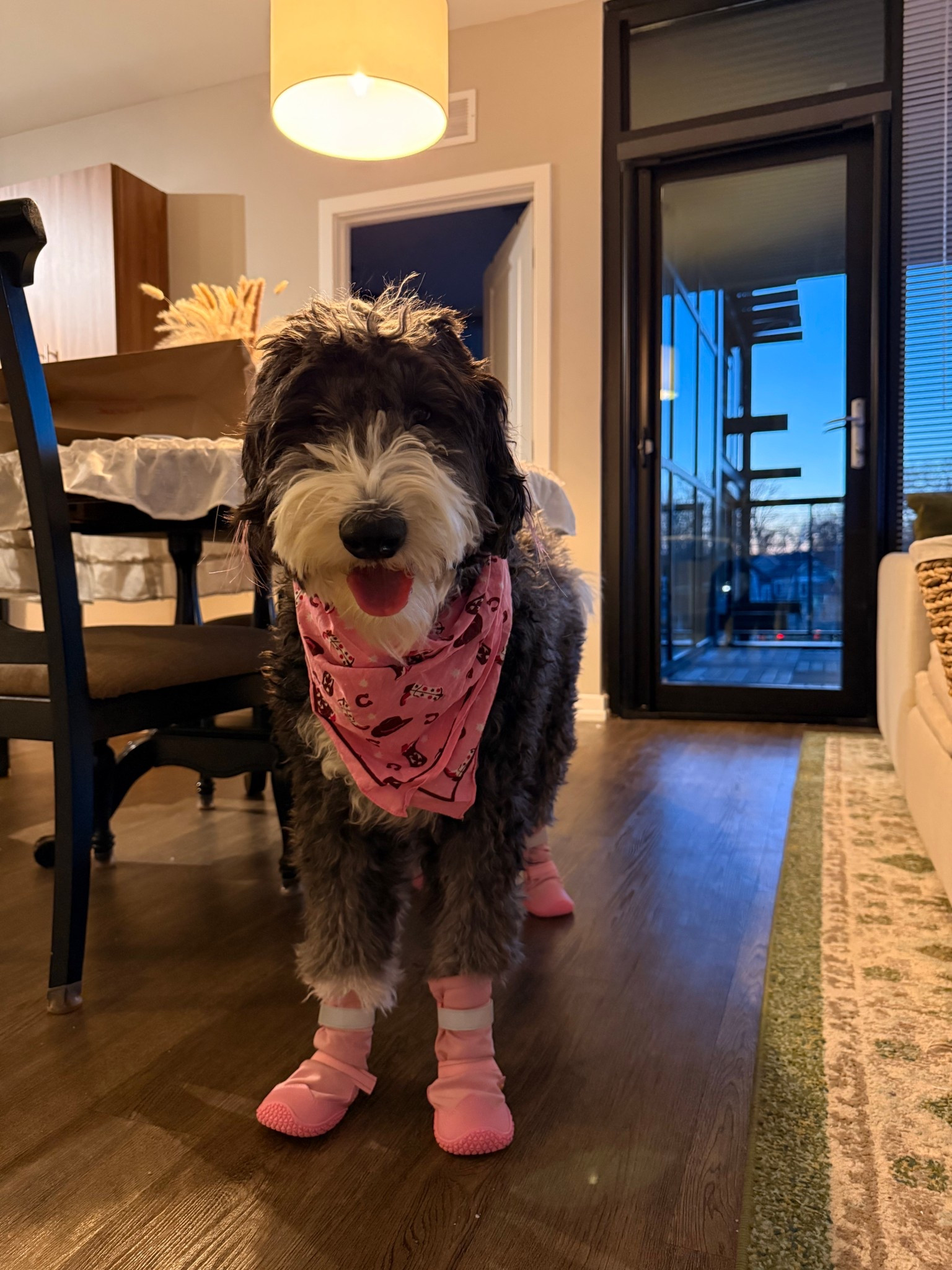Needed new boots to protect Moo’s paws & we love these! Cutest dog snow boots - easy to put on too!

#LTKHome #LTKSaleAlert