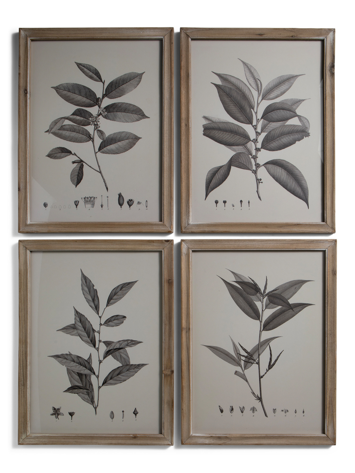 Set Of 4 16x21 Botanical Wall Decor | TJ Maxx