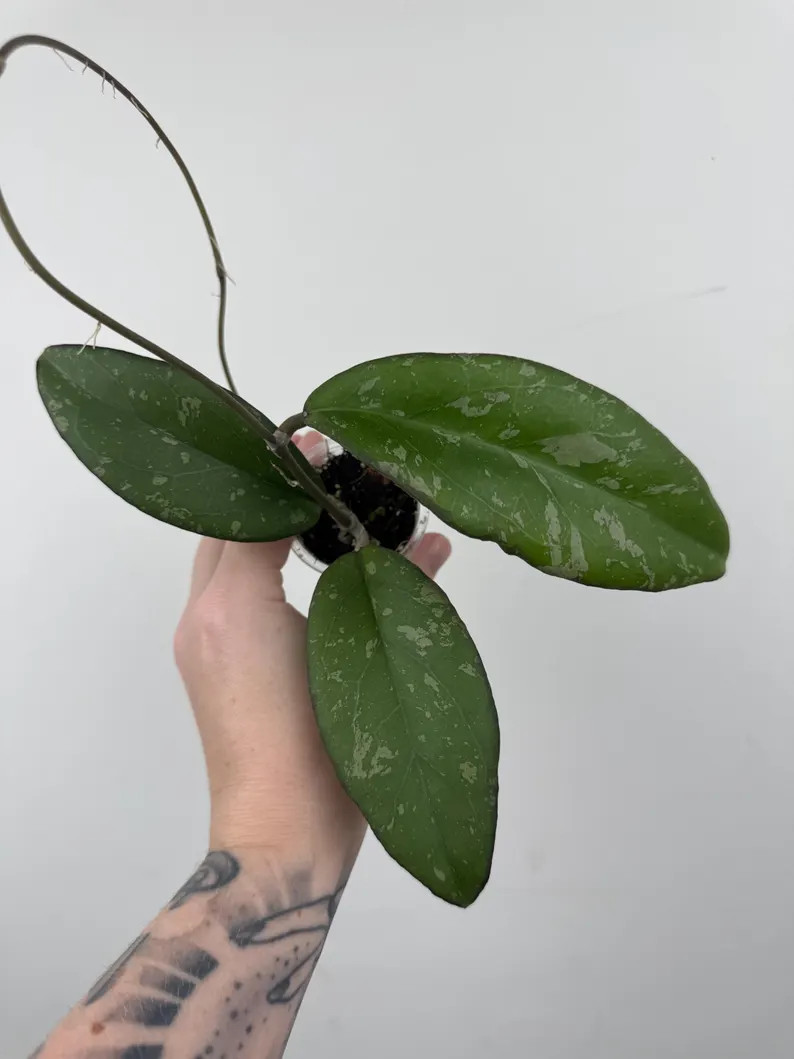 Hoya Yuna | Etsy (Global)