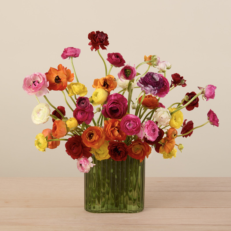 50 Rainbow Ranunculus - The Bouqs Co. | The Bouqs Co.
