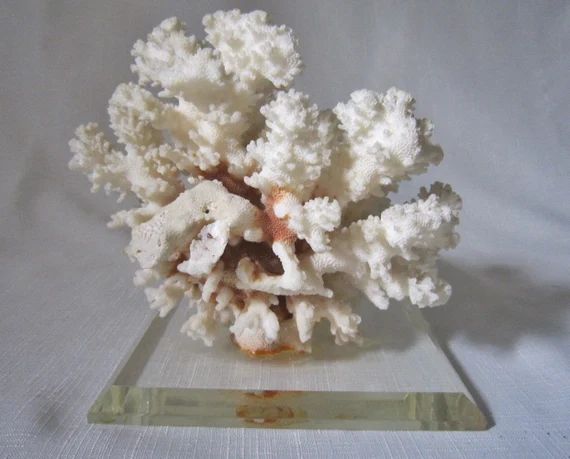 Coral Specimen on Lucite | Etsy (US)