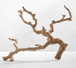 Dried Grapewood Branch | Pottery Barn CA