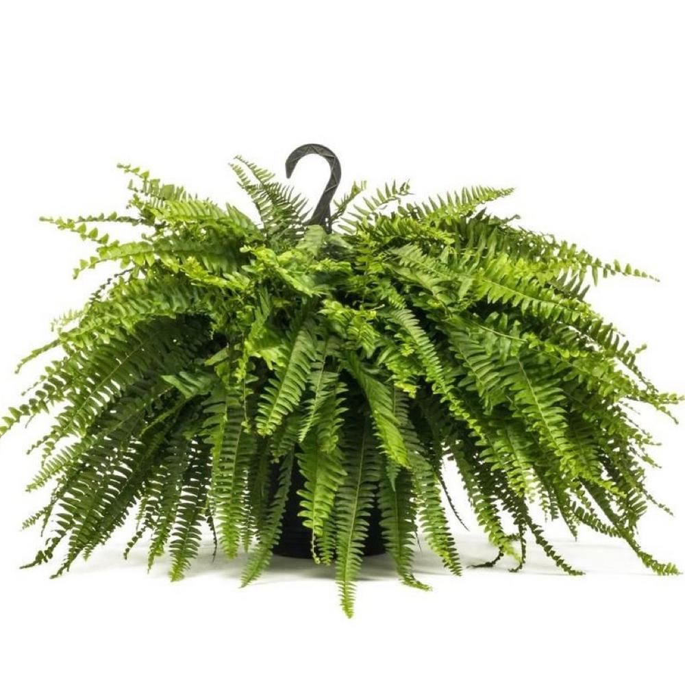 Boston Fern Plant in 8 in. Hanging Basket | The Home Depot