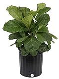 Costa Farms Ficus Lyrata Fiddle Leaf Fig Tree, Live Indoor Plant, Grower's Pot, 20 to 24-Inches Tall | Amazon (US)