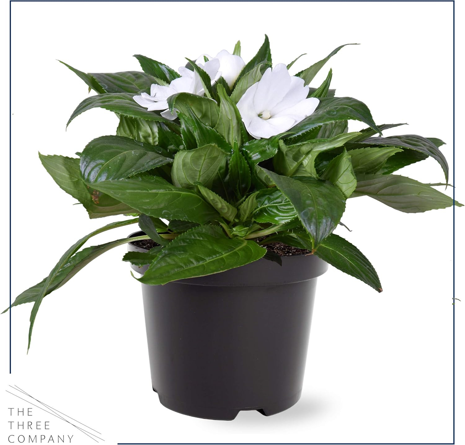 Live Flowering Sunpatiens - Pure White (3 Per Pack), Beautiful Annual Summer Color, 10" Tall by 6... | Amazon (US)