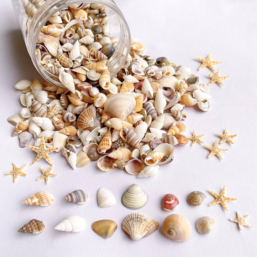 1200 PCS Tiny Sea Shells &10 Small Starfish - Mixed Ocean Beach Spiral Seashells for Fish Tank an... | Amazon (US)