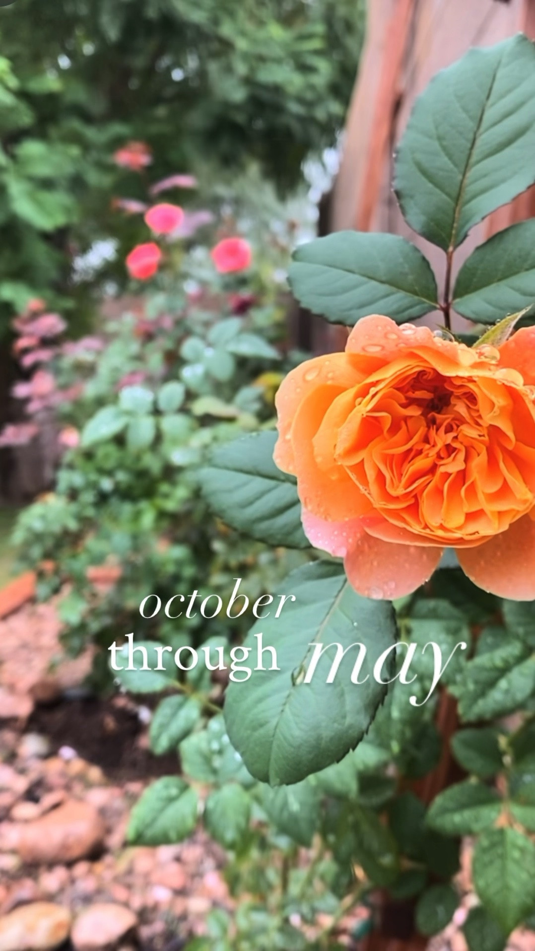 these plant umbrellas are a lifesaver during our summer garden survival months! i keep my young rose plants shaded to help protect from scorching. 

once the end of september rolls around, i will start feeding my roses again for fall-spring blooms 🌹

#LTKSeasonal #LTKHome #LTKSaleAlert