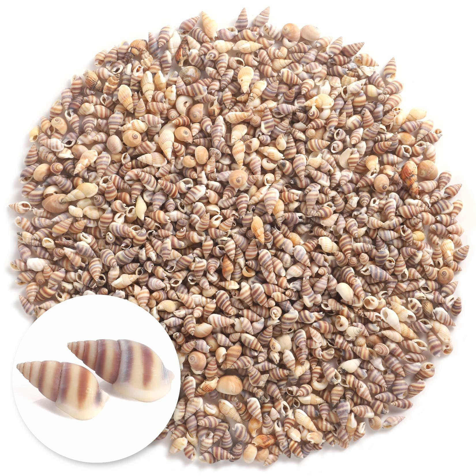1300 PCS Tiny Mini Small Sea Shells for Crafting Spiral Conch Shells for Crafts Charms for Home D... | Amazon (US)