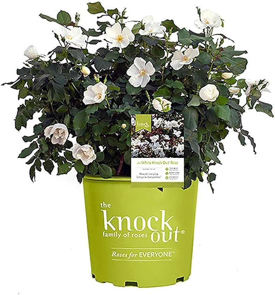 2 Gallon Knock Out Rose White with Rich Green Foliage | Amazon (US)