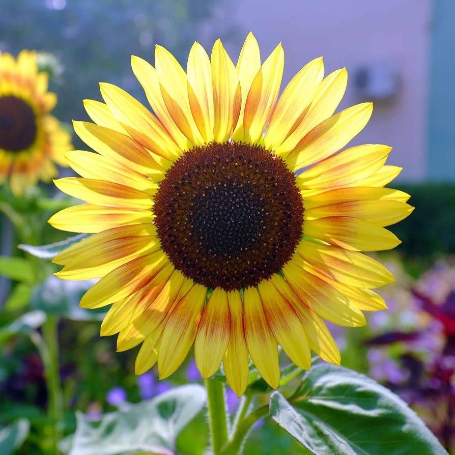 Sunflower Seeds - Evening Colors - Packet - Yellow/Orange Flower Seeds, Heirloom Seed, Open Polli... | Amazon (US)